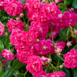 Roze 'Super Excelsa'