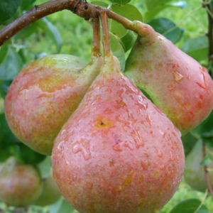 Bumbiere 'Suvenīrs'