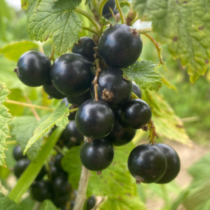 Upene 'Svita Kijevskaja'