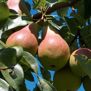 Bumbiere 'Tajuščaja'