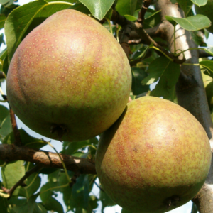 Bumbiere 'Talismans'