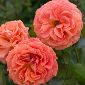 Roze 'Tatton'