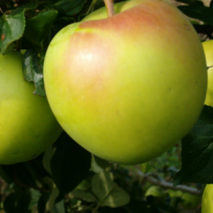 SA ābele 'Telisāre (Tellissaare)'