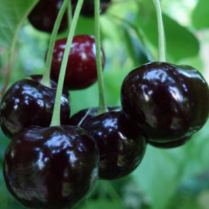 Saldais ķirsis 'Tontu'