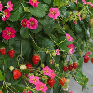 Garden strawberry 'Toscana' pink flowers