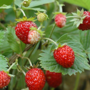 Wild strawberry Tubby Red
