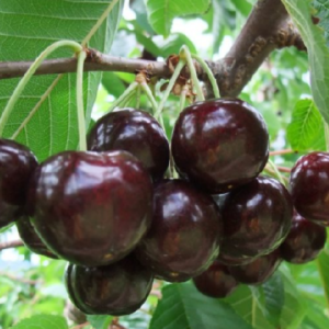 Saldais ķirsis 'Udiviteļnaja'