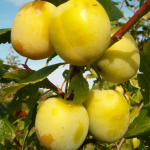 Plūme 'Ulenas Renklode'