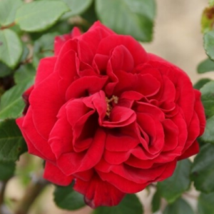 Roze 'Ulmer Münster®'