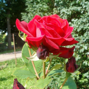 Roze 'Uncle Walter'