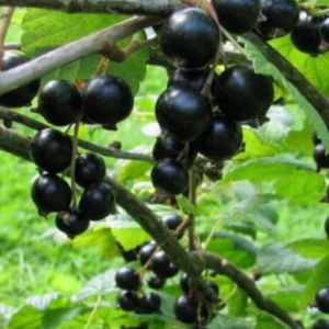 Upene 'Čornij Žemčug'