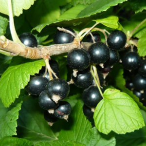 Upene 'Minai Šmirjov'