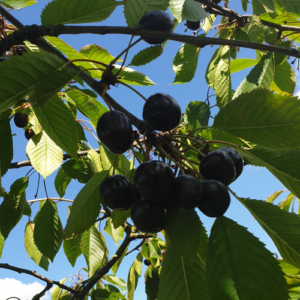Saldais ķirsis 'Valerij Čkalov'