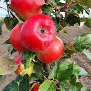 Kolonābele 'Vaļuta'