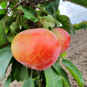 Kolonābele 'Vasjugan'