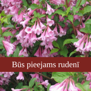 Weigela
