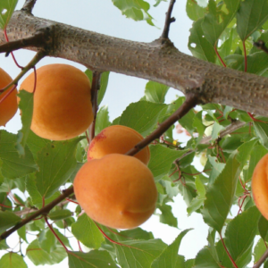 Aprikoze 'Velta'