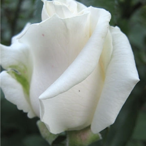 Rose 'Vendela'