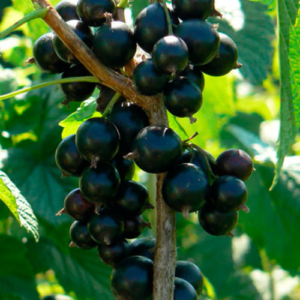 Tall-stemmed blackcurrant 'Vernisaž'