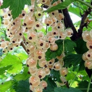 White currant 'Versaļas Baltā'