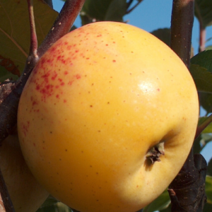 Apple tree 'Vidzemes Zelta Renete'