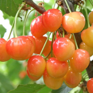 Sweet cherry 'Vidzemes Sārtvaidzis'