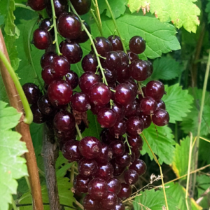 Jāņoga 'Vīksnes Tumši Sarkanā'