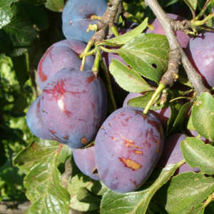 Plūme 'Violetta'