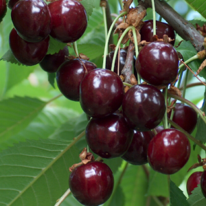 Saldais ķirsis 'Vytenu Juodoji'