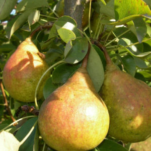 Pear 'Vrodliva'