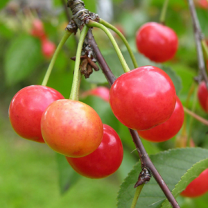 Saldais ķirsis 'Vytenu Rožine'