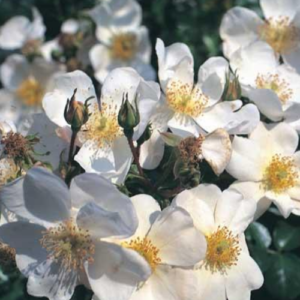 Roze 'Weisse Max Graf'