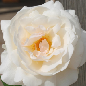 Roze 'Wetterauer Sommer'