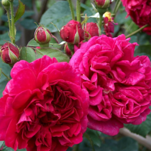 Roze 'William Shakespeare'