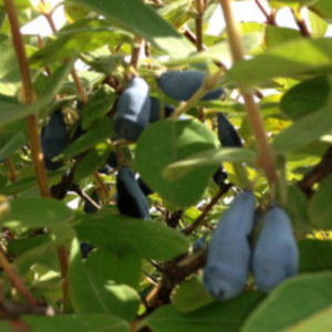 Honeysuckle 'Wojtek'