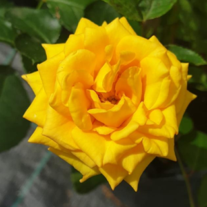 Roze 'Yellow Baby'