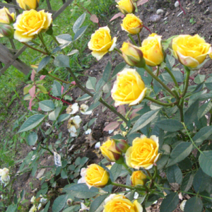 Rose 'Yellow Clementine'