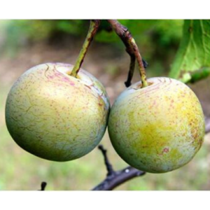 Plūme 'Zaļā Renklode'