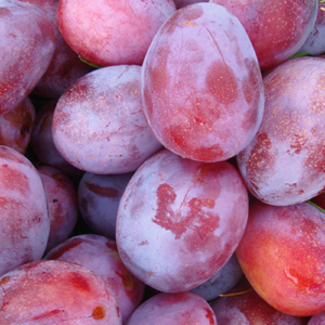 Plum 'Zane'