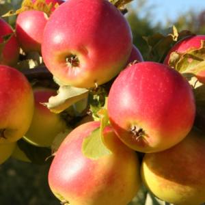 SA ābele 'Zarja Alatau'