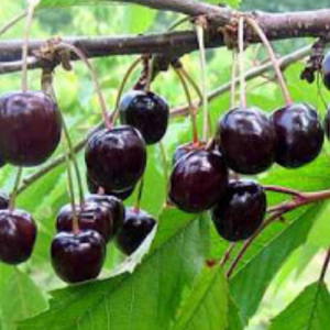 Ķirsis 'Pamjatj Jeņikejeva'