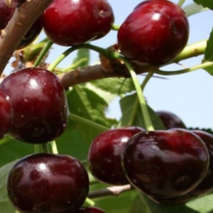 Ķirsis 'Žukovskaja'