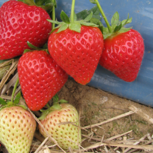 Zemene 'Malling Centenary'