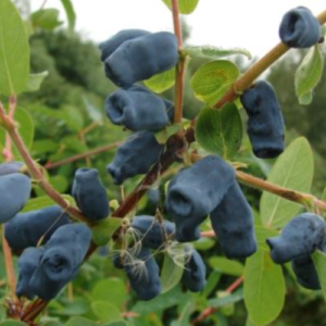 Honeysuckle 'Zoluška'
