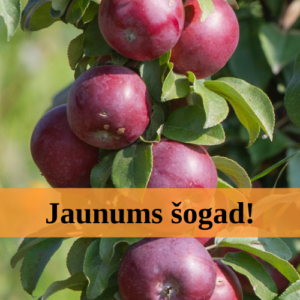 Columnar apple tree 'Moskovskoje Ožerelje'