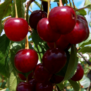 Ķirsis 'Prevoshodnaja Koļesņikovoi'