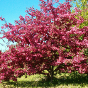 Dekoratīvās ābeles