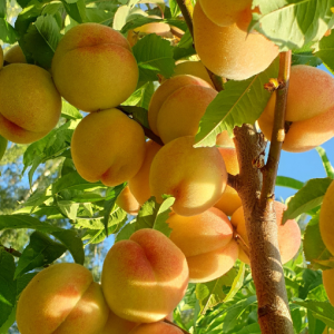 Persiki un nektarīni