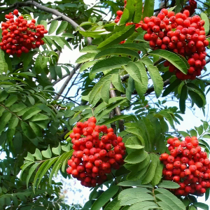 Edible Rowans