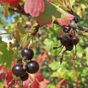 Zelta jāņoga 'Krupnoplodnaja Uzbekistana'